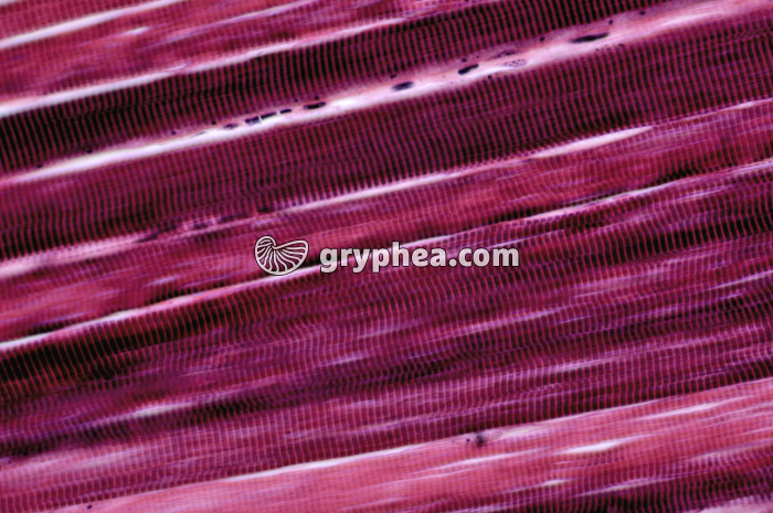 Muscle strié x160 - gryphea.com